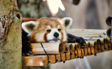 Panda roux au zoo