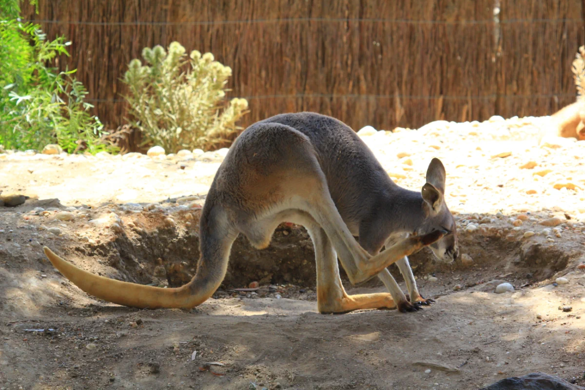 Kangourou au zoo de Melbourne