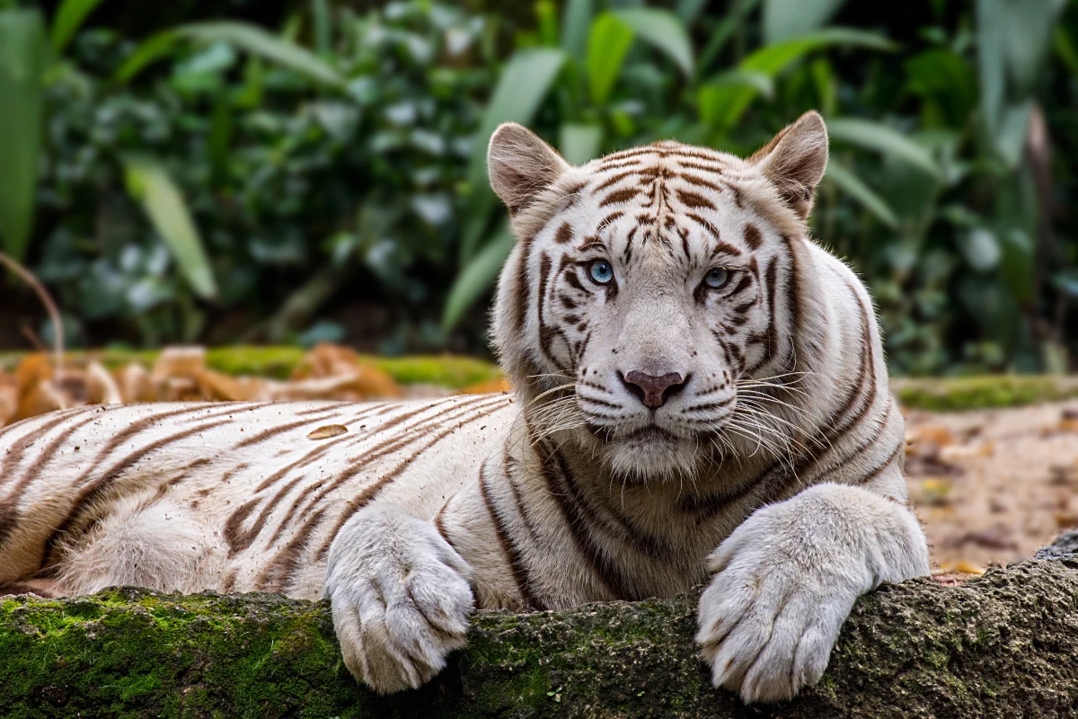 Tigre blanc au zoo de Singapour