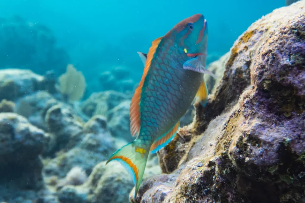 poisson perroquet
