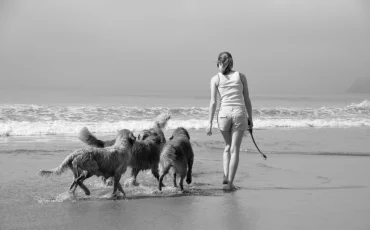 Balade sur la plage avec des chiens