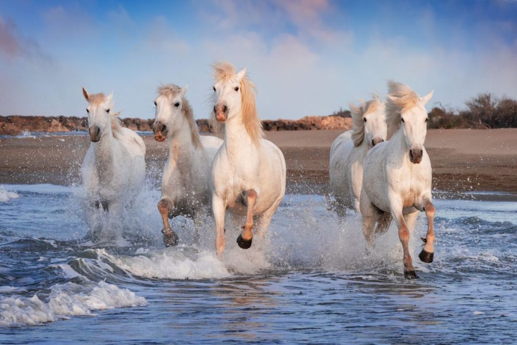 Chevaux Camargue