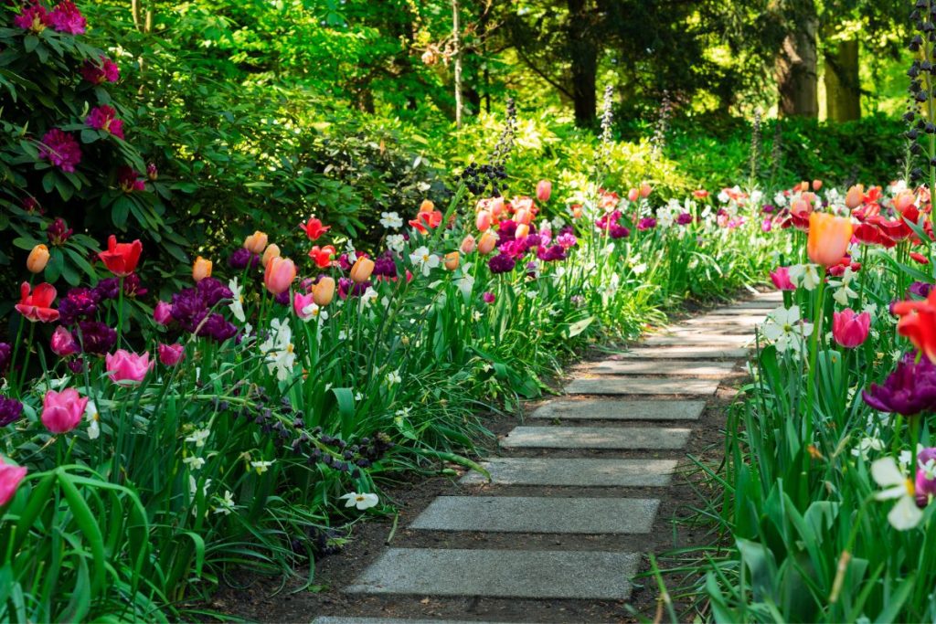 Chemin avec tulipes