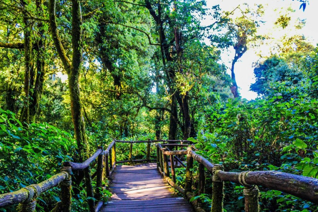 Randonnée Doi Inthanon