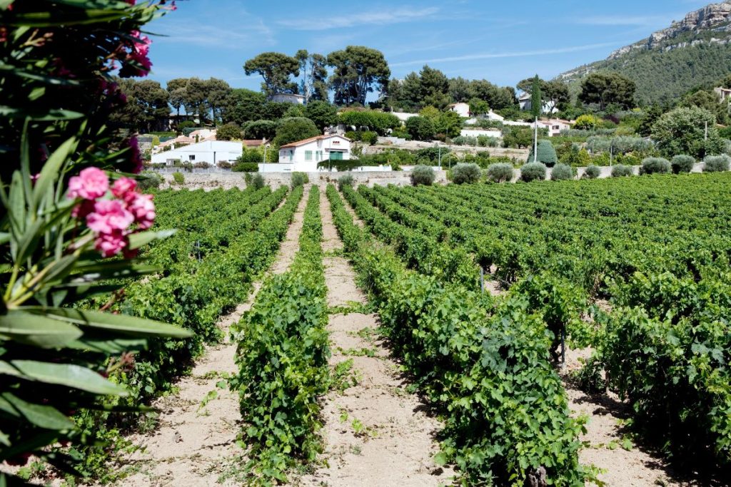 Vignoble Cassis