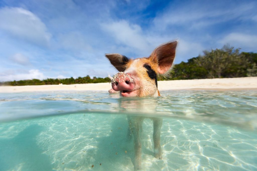 Cochon à la plage